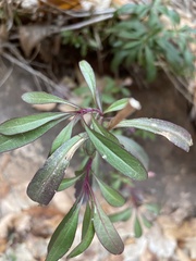 Penstemon rostriflorus