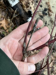 Neolasioptera cornicola