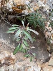 Penstemon rostriflorus
