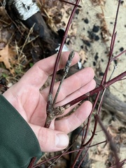 Neolasioptera cornicola