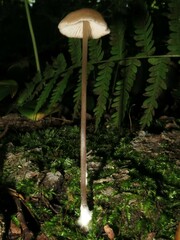 Entoloma conicum