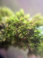 Orthotrichum pulchellum
