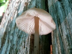 Entoloma conicum