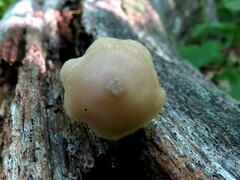 Entoloma conicum