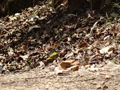 Zosterops poliogastrus