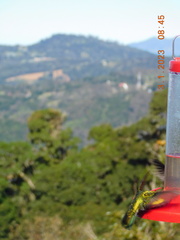 Anthracothorax prevostii