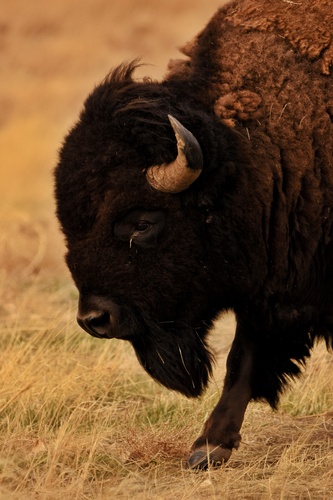 American bison