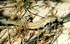 Acanthodactylus boskianus