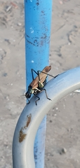 Scaphura elegans