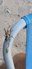 Scaphura elegans
