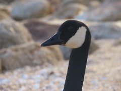 Branta canadensis maxima