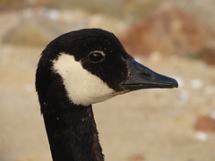 Branta canadensis maxima