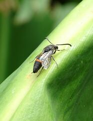 Ancistrocerus madaera