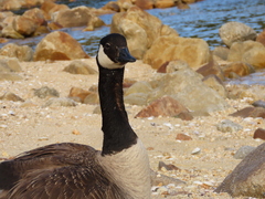 Branta canadensis maxima