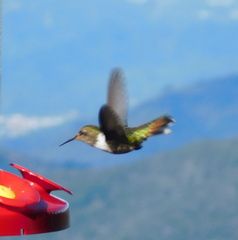 Selasphorus scintilla