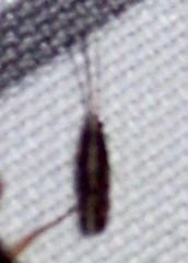 Agraylea