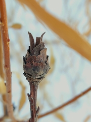 Rabdophaga strobiloides