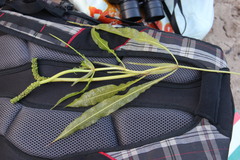 Potamogeton lucens