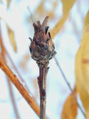 Rabdophaga strobiloides