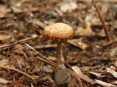 Agrocybe