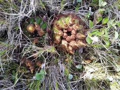 Parodia ottonis
