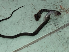 Mastigodryas melanolomus