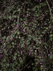 Symphoricarpos × chenaultii