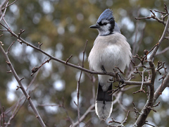 Cyanocitta cristata image