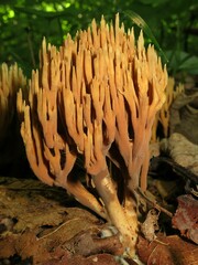 Ramaria murrillii