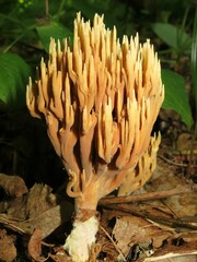 Ramaria murrillii