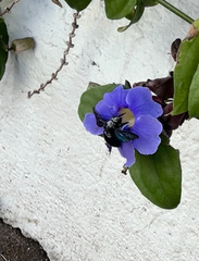 Xylocopa fimbriata