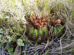 Parodia ottonis