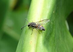 Ancistrocerus madaera