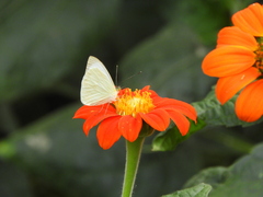 Pierinae