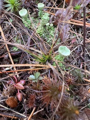 Cladonia pleurota