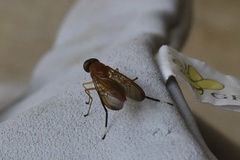 Ptecticus testaceus