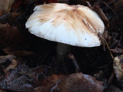 Amanita ocreata