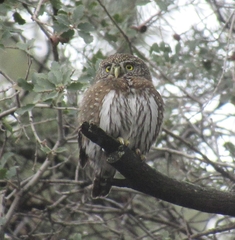 Glaucidium gnoma