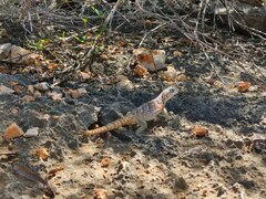 Oplurus cyclurus