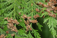 Thuja plicata
