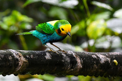 Chlorochrysa nitidissima