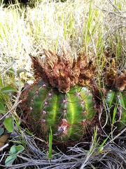 Parodia ottonis