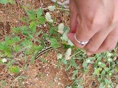 Hyles livornica