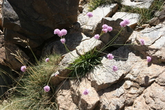 Armeria