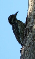 Yungipicus maculatus