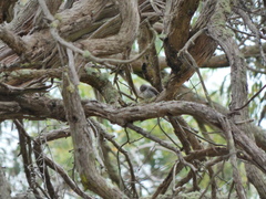 Daphoenositta chrysoptera