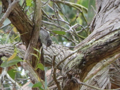 Daphoenositta chrysoptera