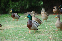 Anas platyrhynchos
