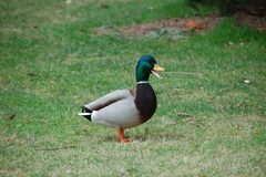 Anas platyrhynchos