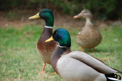 Anas platyrhynchos